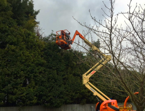 Hedge Trimming & Topping