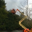 Hedge Trimming & Topping Tree Surgeons in Dunstable