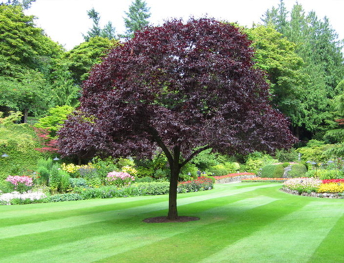 Pruning and Shaping