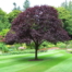 Pruning & Shaping Tree Surgeons in Dunstable
