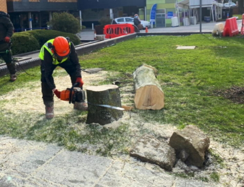 Stump Removal
